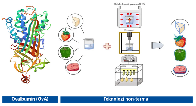 Ilustrasi Ovalbumin (OvA) dengan teknologi non-termal untuk produk pangan (sumber: shutterstock)