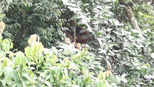 Aktivitas orang utan yang sedang makan buah Ficus di Taman Nasional Kutai, Kalimantan Timur (Foto: dokumentasi pribadi)