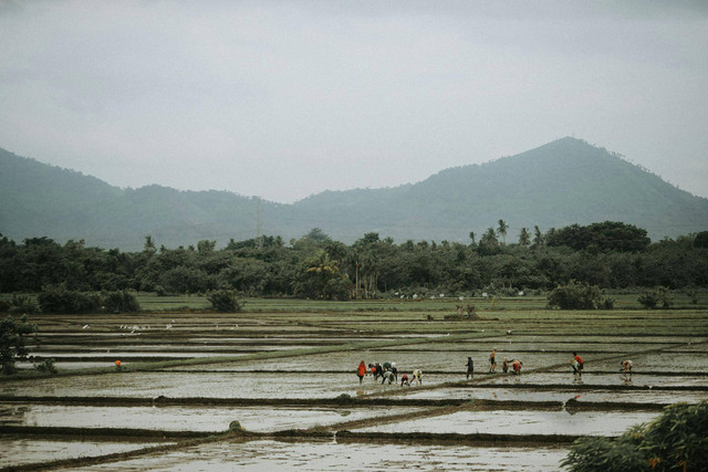 Ilustrasi jarak tanam kangkung. Foto: Pexels.com/Kenneth Surillo