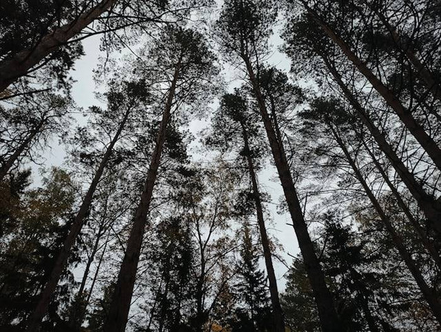 Telomoyo Nature Park. Foto hanyalah ilustrasi bukan tempat sebenarnya. Sumber: Unsplash/Eugene Uhanov