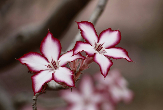 Ilustrasi Cara Merawat Adenium di Musim Hujan, Pexels/Pixabay