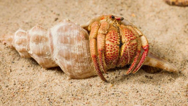 Kepiting pertapa bercapit stroberi (Strigopagurus fragarchela). Foto: Queensland Museum