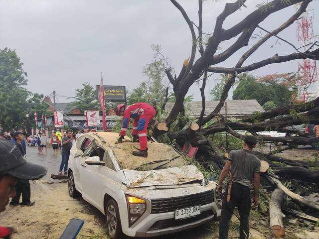 Pohon tumbang timpa mobil di kawasan Halim, Jakarta Timur.  Foto: Dok BPBD Jakarta