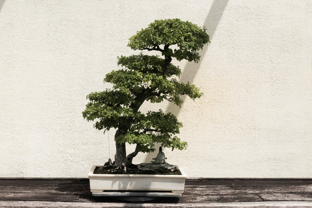 Ilustrasi Cara Memindahkan Bonsai ke Pot Baru,Foto:Pexels/David Yu