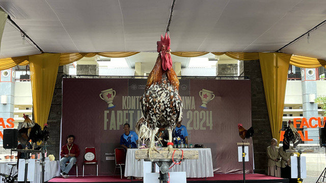 Aayam ketawa bernama Angling Dharma seharga puluhan juta. Foto: Iqbal Twq/Pandangan Jogja