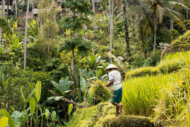 Ilustrasi Cara Daftar Petani Milenial 2024 Foto: Unsplash