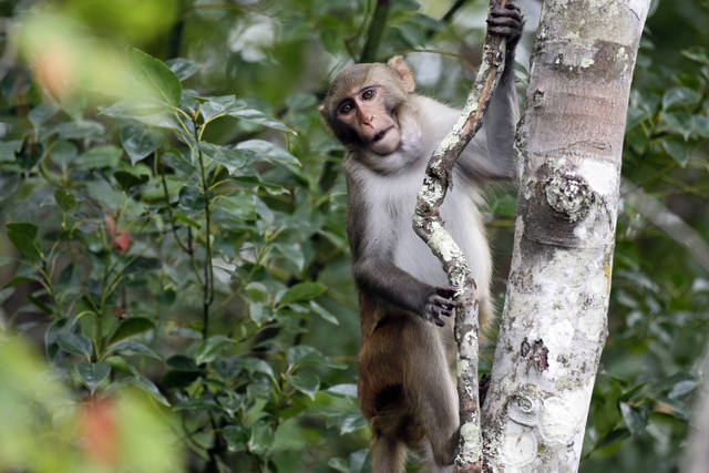 Seekor monyet kera rhesus mengamati para pemain kayak saat mereka menavigasi di sepanjang Sungai Silver di Silver Springs, Florida, Amerika Serikat (10/11/2024). Foto: John Raoux/AP Photo