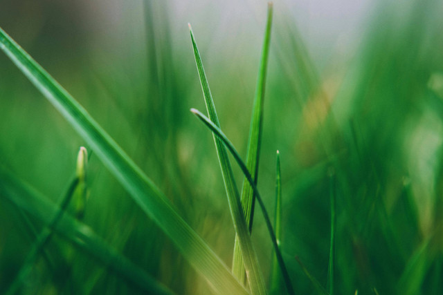 Rumput belulang adalah tanaman liar yang sering dianggap sebagai gulma dan termasuk dalam keluarga suku Graminae. Foto: Pexels.com