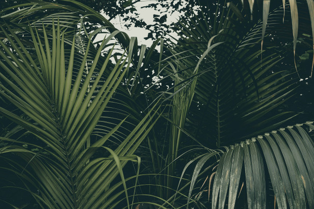 Ilustrasi penyebab daun sawit bolong-bolong. Unsplash.com/Victoria