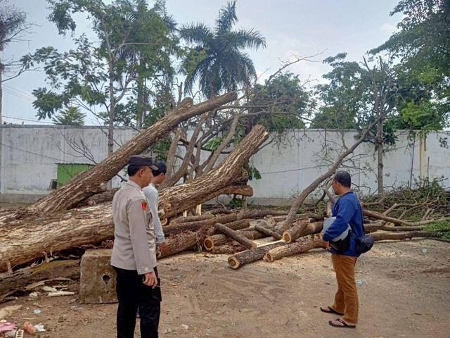 Polsek Kalangbret Mendatangi TKP Pohon Tumbang Yang Menimpa Kendaraan Diparkir 