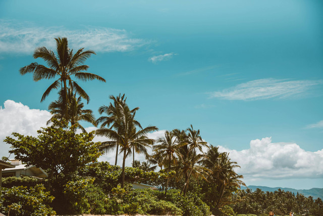 Ilustrasi cara merawat sawit. Foto: Pexels.com/Jess Loiterton