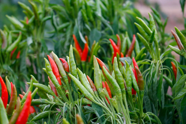 Ilustrasi cara menanam cabe dengan mulsa plastik yang benar. Foto: Pexels.com/Ismael Campos Carrillo