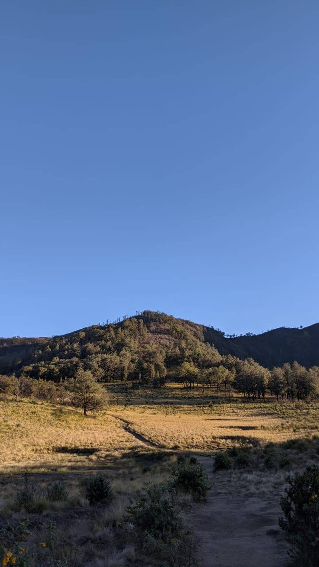 Sabana Gunung Lawu ( sumber : dokumentasi pribadi )