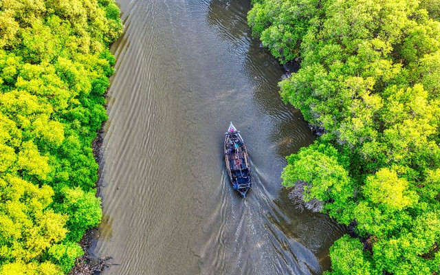 Mangrove Gunung Anyar. Foto hanya ilustrasi, bukan tempat sebenarnya. Sumber: pexels.com/Tom Fisk