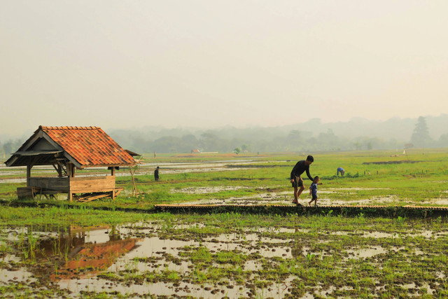 Ilustrasi cara mengolah tanah sawah agar subur. Unsplash.com/Samsul-Ma’arif