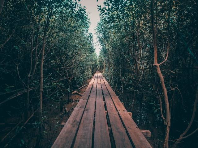 3 Wisata Mangrove di Surabaya. Foto hanya ilustrasi, bukan tempat sebenarnya. Sumber: Unsplash/Muhammad Hafizh