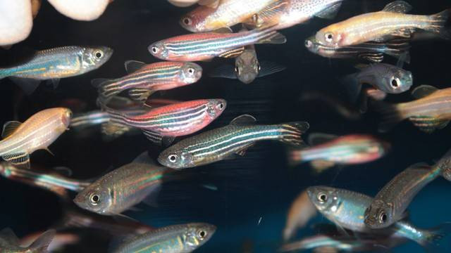 Ilustrasi ikan zebra atau zebrafish (Danio rerio). Foto: Kazakov Maksim/Shutterstock