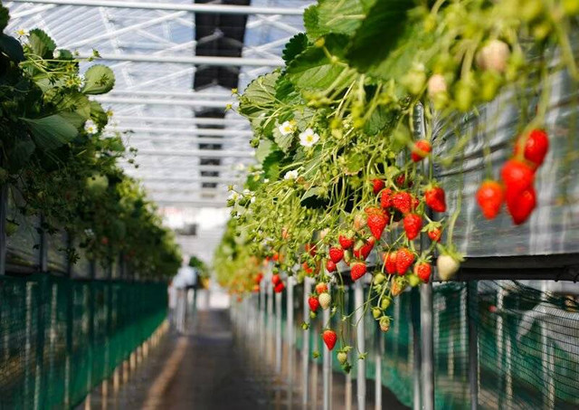 Kebun Inggit Strawberry. Foto hanya ilustrasi, bukan tempat yang sebenarnya. Sumber: Unsplash/Nao Takabayashi