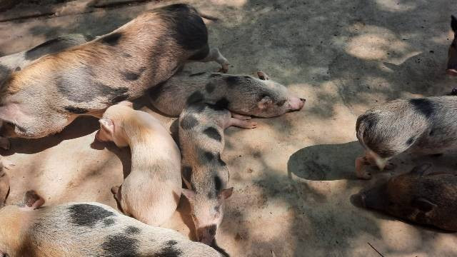 Satwa di Kebun Binatang Gembira Loka (Dok. Pribadi Penulis)