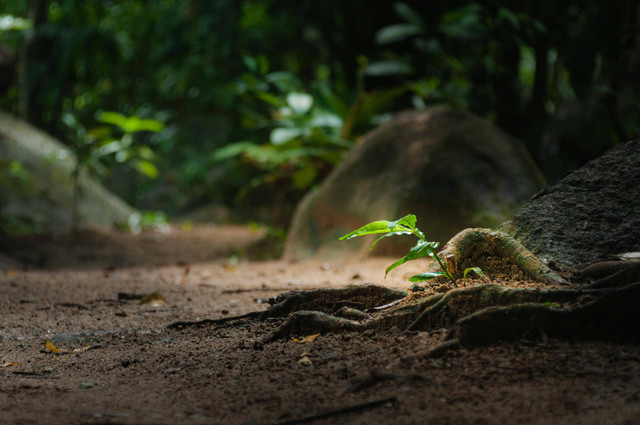 Ilustrasi cara pengolahan tanah media tanam. Foto: Pexels.com/Quan Tong