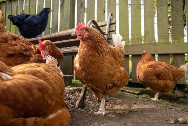 Ilustrasi peralatan kandang ayam potong. Foto: Pexels.com/Colombe Delons