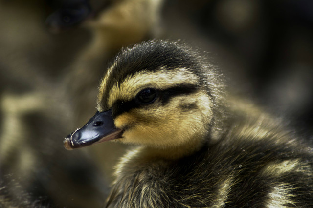 Ilustrasi peralatan kandang bebek, foto: unsplash/Alexander Sinn