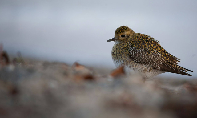 Ilustrasi penyebab burung puyuh mati mendadak, Unsplash/Kahleo Thompson