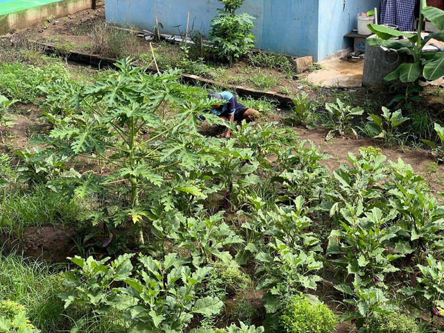 Lapas Takalar Optimalkan Pembinaan Pertanian, Wujudkan Ketahanan Pangan 