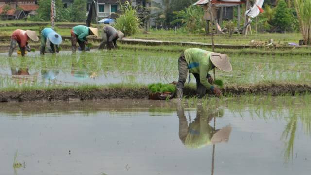 Ilustrasi petani. (foto: fikri yusuf-kumparan)