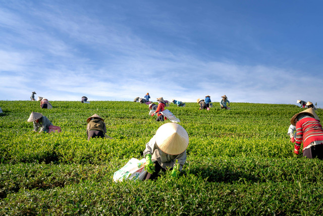 Program Petani Milenial diinisiasi oleh Kementerian Pertanian Indonesia untuk meningkatkan partisipasi generasi muda dalam pertanian. Foto: Pexels.com