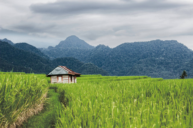 Ilustrasi Cara Pengelolaan Tanah Gambut, Foto:Unsplash/Yaumal Kausart