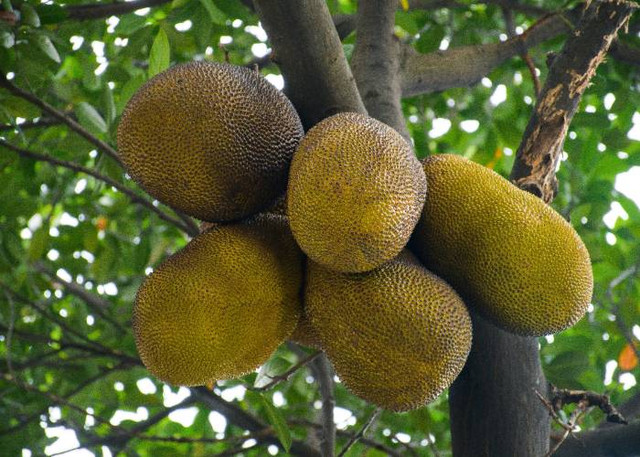 Ilustrasi Jarak Tanam Durian Musang King, Unsplash/VUNG NGUYEN