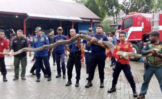 Ular piton yang dievakuasi Damkar Kendari.