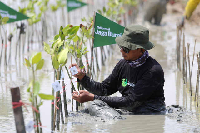 Penanaman 10.600 pohon mangrove melalui inisiatif CSR Telkomsel Jaga Bumi Carbon Offset tahap kedua. Foto: Telkomsel