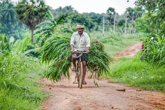 Tradisi agraris pada masyarakat purba Nusantara, Pexels/Srihari Jaddu