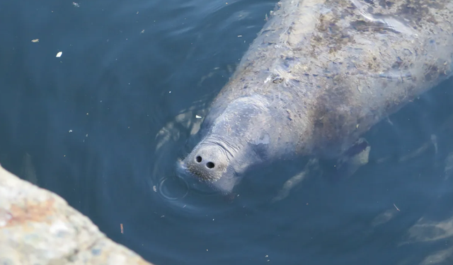 Tico, manatee yang melakukan perjalanan sejauh 4.000 km.  Foto: Miquel Garcia/AQUASIS