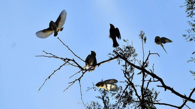 Ilustrasi burung gelatik jawa. Foto: ANTARA FOTO/Budi Candra Setya