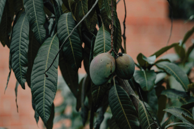 Ilustrasi cara memangkas daun mangga. Foto: Pexels.com/Nicolás Rueda