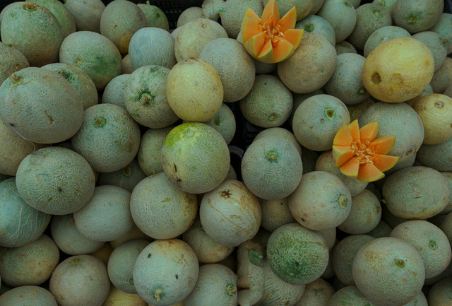 Ilustrasi jarak tanam melon hidroponik. Foto: Pexels.com/Photo Bangalore