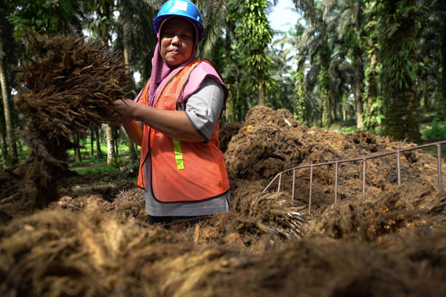 Susaini, pekerja kebun yang sedang memindahkan janjangan kosong ke sela-sela pokok sawit sebagai pupuk. Foto: Faiz Zulfikar/kumparan