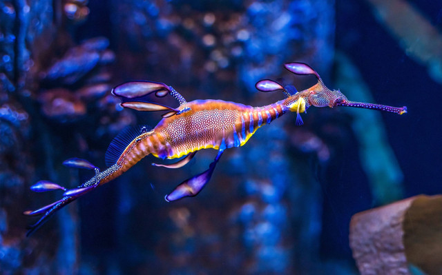 Ilustrasi naga laut (Phyllopteryx taeniolatus). Foto: Shutterstock