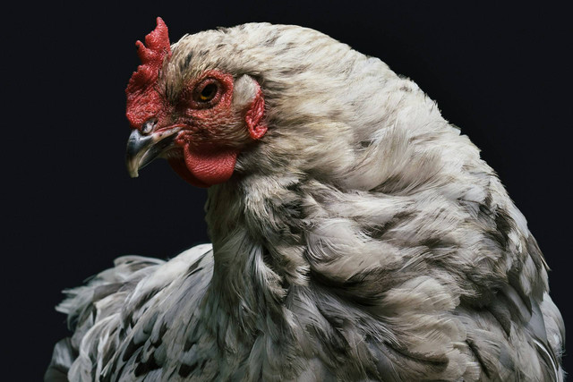 Ilustrasi Doa Menyembelih Ayam. Sumber: Unsplash/JOHN TOWNER