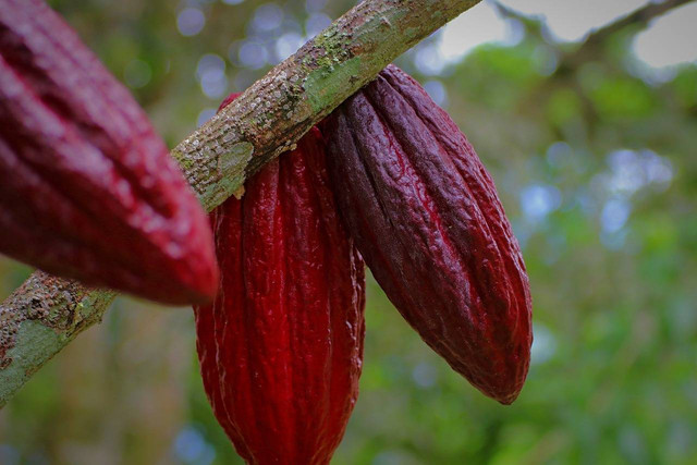 Ilustrasi Cara Memangkas Coklat yang Benar , Foto: Pixabay/Maliflac