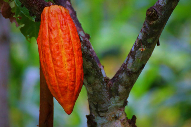 Ilustrasi Cara Memangkas Coklat Criollo dengan Benar, Foto: Pixabay/Maliflac