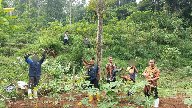 Panen Singkong bersama WBP, Wujud Nyata Dukung Program Ketahanan Pangan