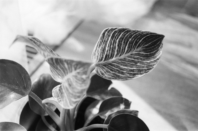 Ilustrasi Cara Merawat Philodendron Birkin, Foto:Unsplash/Maria Karelskaya