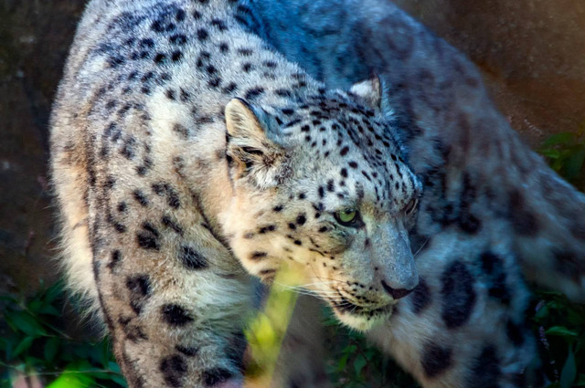 Hewan Apa yang Dilindungi di Batu Secret Zoo. Foto: Macan Tutul Salju. Sumber Unsplash Rober Thiemann