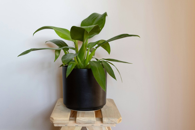 Ilustrasi cara merawat philodendron selloum, foto: unsplash/Gigi Visacri