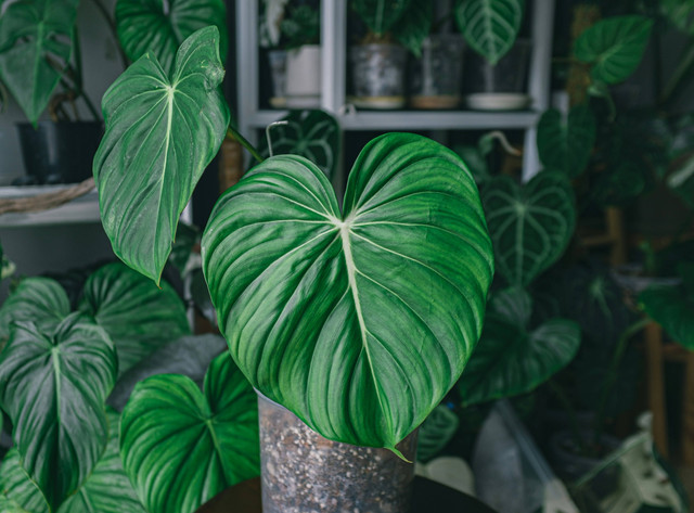 Ilustrasi cara memperbanyak philodendron, foto: unsplash/Huy Phan