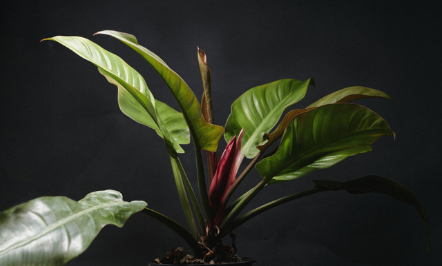 Ilustrasi cara merawat philodendron pink princess, foto: unsplash/Millzero Nishan